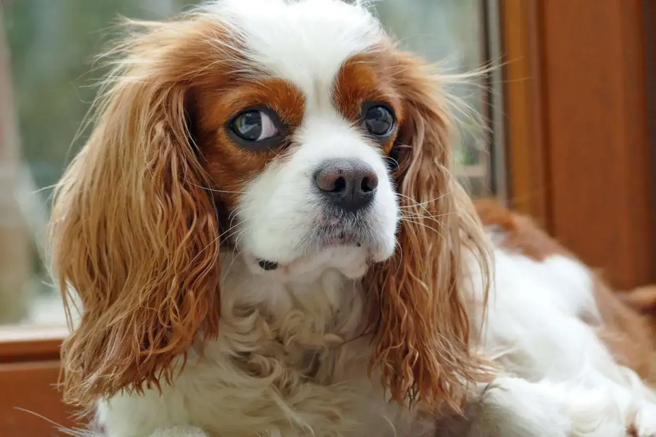 Uroczy Cavalier King Charles Spaniel, jeden z spokojnych ras psów, z wielkimi, wyrazistymi oczami i puszystą, rudą sierścią.