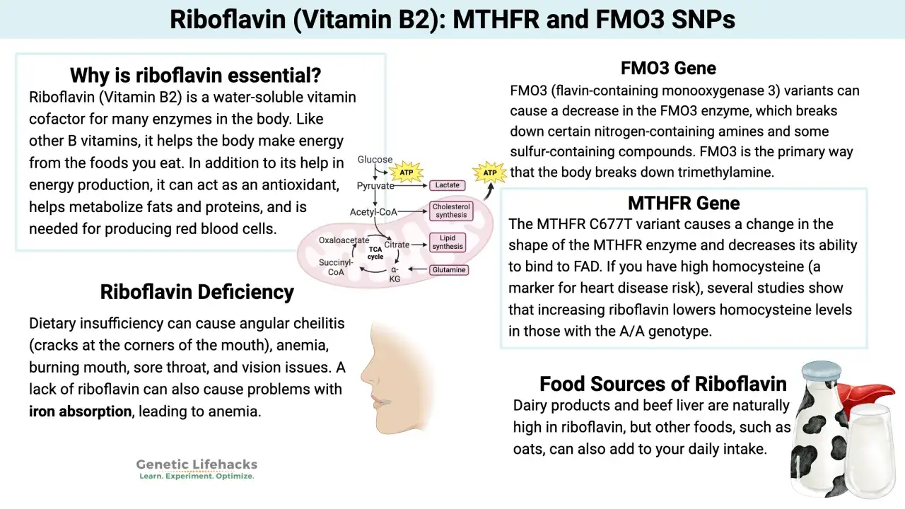 Vitamin B2 (Riboflavin) unterstützt die Entgiftung und den Energiestoffwechsel. MTHFR-Genvarianten können die Homocysteinwerte beeinflussen.
