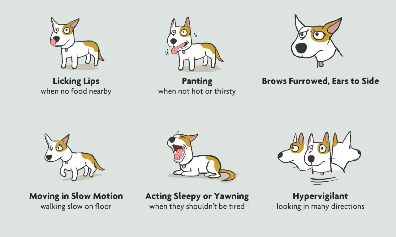 Seis viñetas muestran señales de un perro miedoso: lamiendo labios, jadeando, ceño fruncido, movimiento lento, bostezando e hipervigilante.
