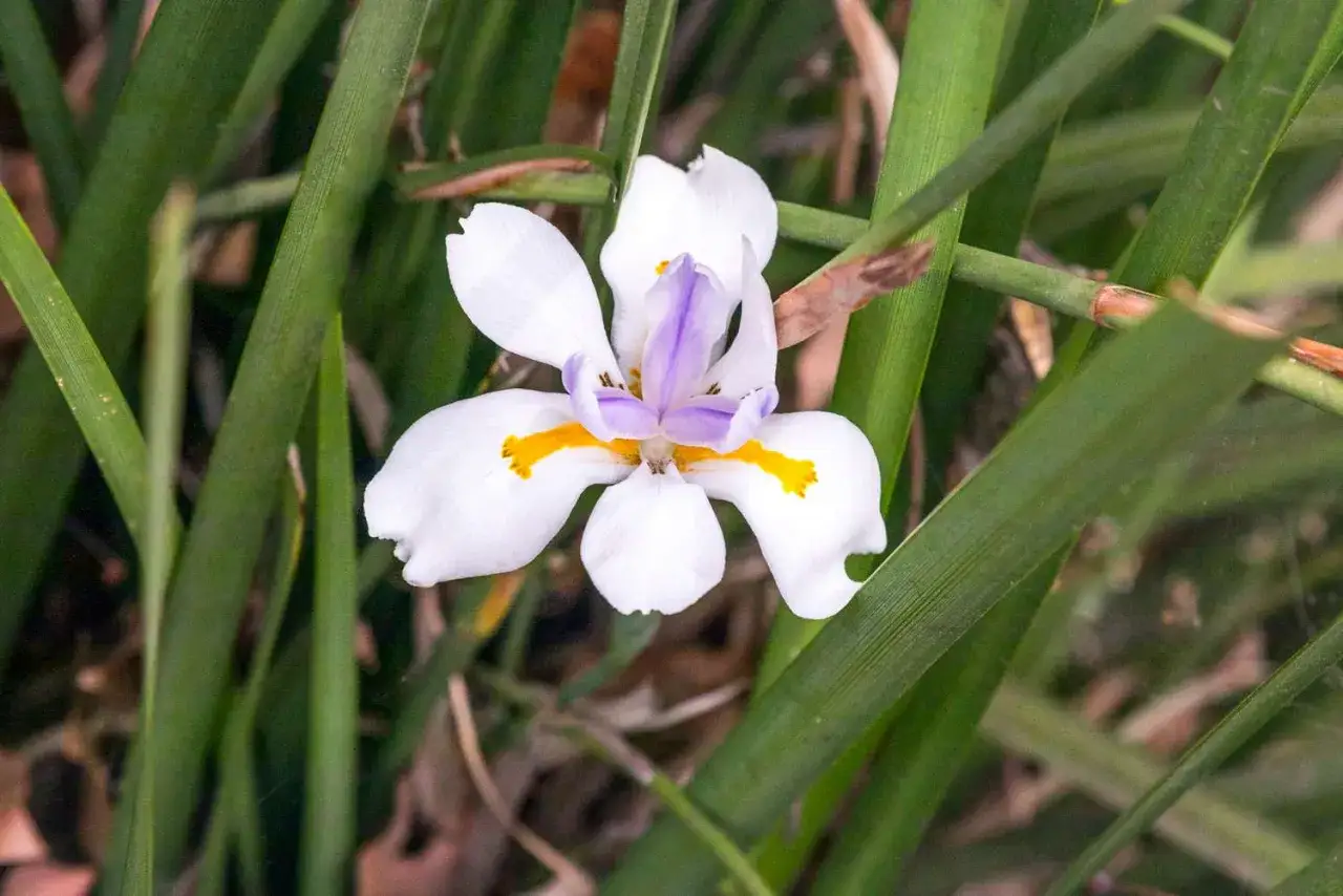 Une fleur d'iris blanche et violette, prête à être plantée, émerge d'un feuillage vert luxuriant.