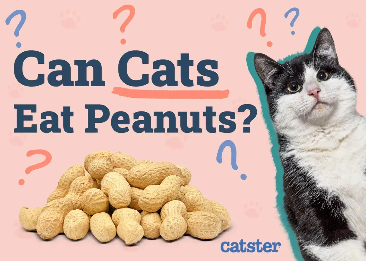 A black and white cat looks curiously at a pile of peanuts, as the text asks