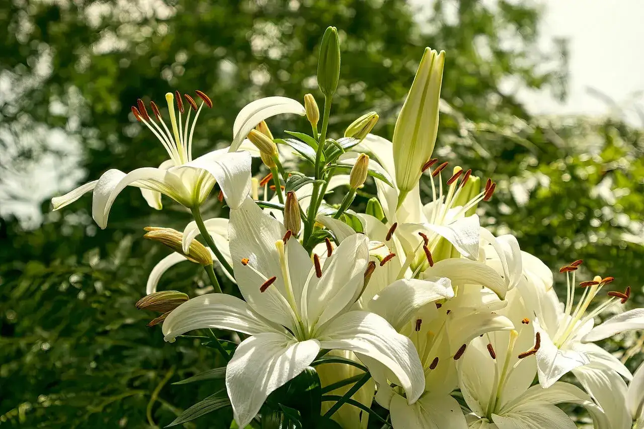 Un bouquet de lys blancs &eacute;clatants, certains &eacute;panouis, d'autres en bouton. Une question se pose : que faire d'un lys apr&egrave;s floraison ?