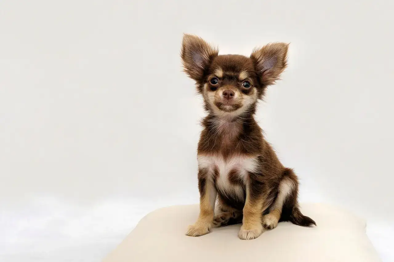 Un tierno cachorro chihuahua marr&oacute;n con orejas grandes y expresivas, sentado sobre un coj&iacute;n. &iquest;Cu&aacute;nto duran los chihuahuas? &iexcl;Toda una vida de amor!