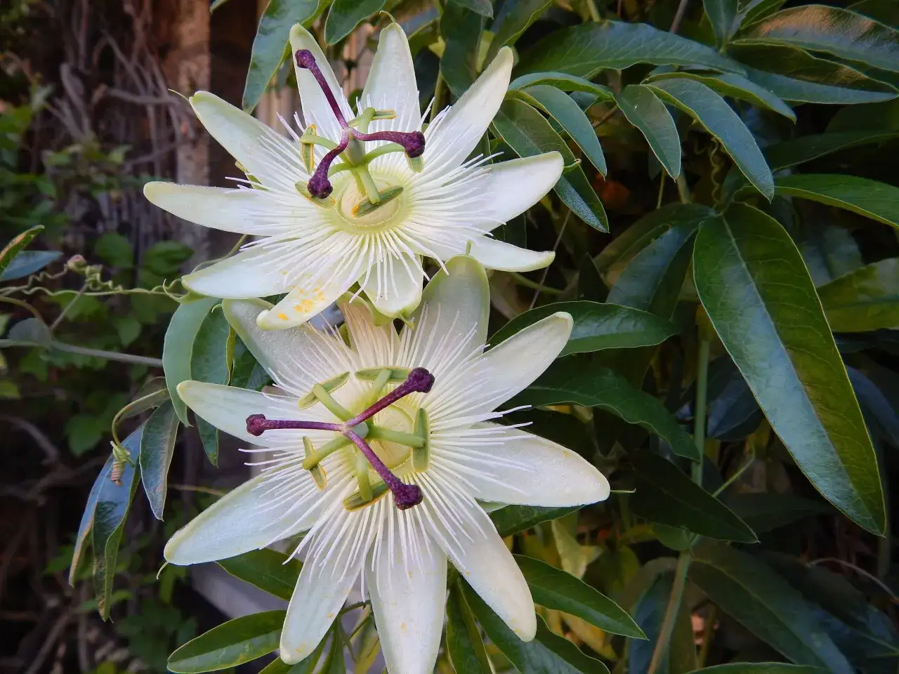 Due fiori di passiflora in vaso, con petali bianchi e filamenti viola, circondati da foglie verdi.