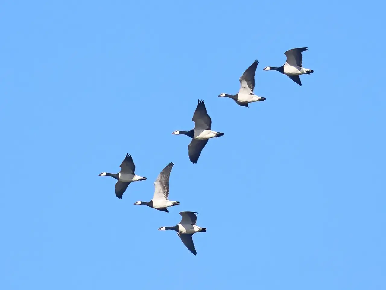 En flock vitkindade g&auml;ss flyger i formation mot en klarbl&aring; himmel.