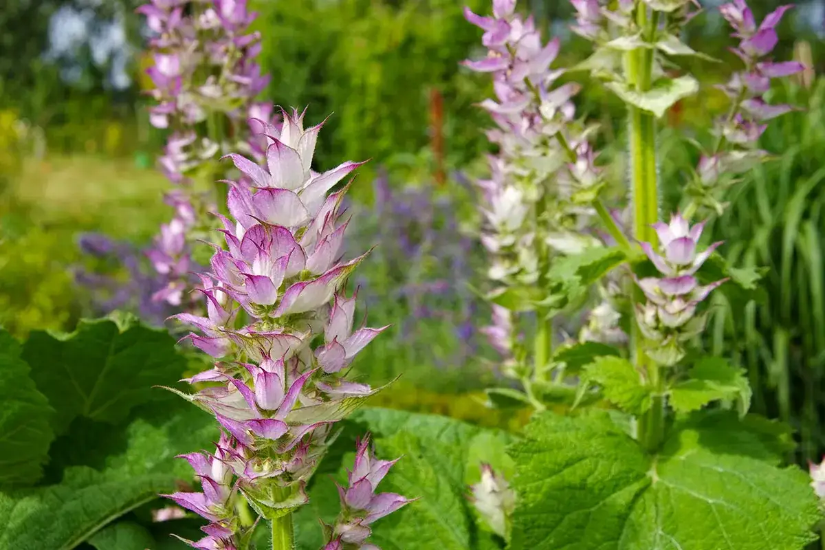 Fleurs de sauge sclar&eacute;e, aux teintes roses et blanches, rappelant qu'il existe une sauge sclar&eacute;e contre-indication &agrave; conna&icirc;tre.