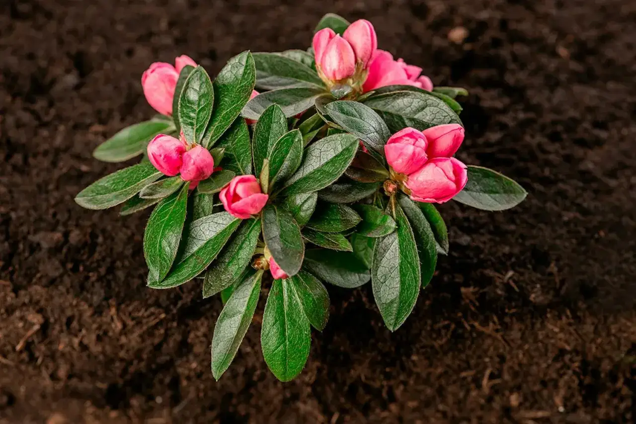 En vacker rhododendron i kruka med rosa knoppar som snart ska slå ut.
