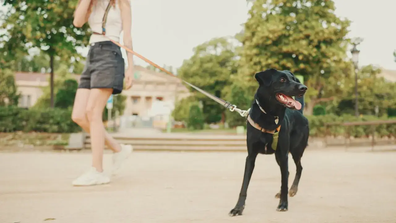 Mon chien a peur de tout dans la rue, même en promenade. Il est noir, porte un harnais et est tenu en laisse par sa maîtresse.