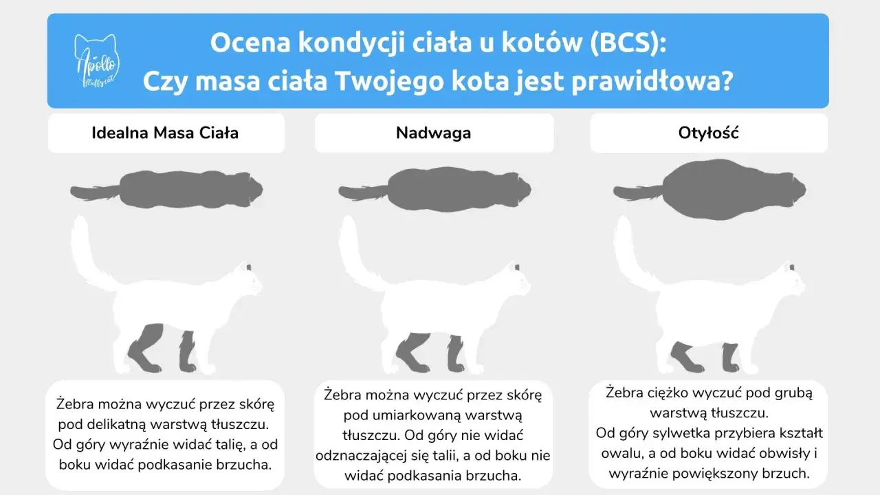 Ocena kondycji kota: idealna masa ciała, nadwaga, otyłość. Sprawdź, ile powinien ważyć kot, oceniając jego sylwetkę i wyczuwalność żeber.