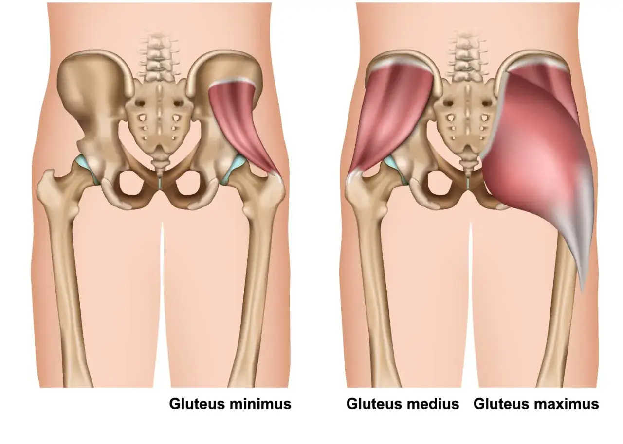 Illustration av bäckenben och muskler. Till vänster visas gluteus minimus, till höger gluteus medius och gluteus maximus, som utgör rumpan.