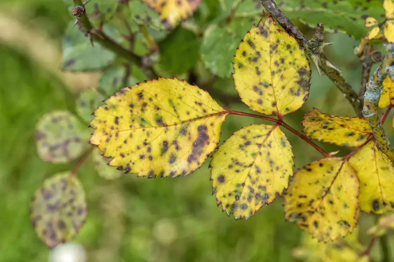 Feuilles de rosier trop arros&eacute;, jaunies et tach&eacute;es de noir, sur fond vert flou.