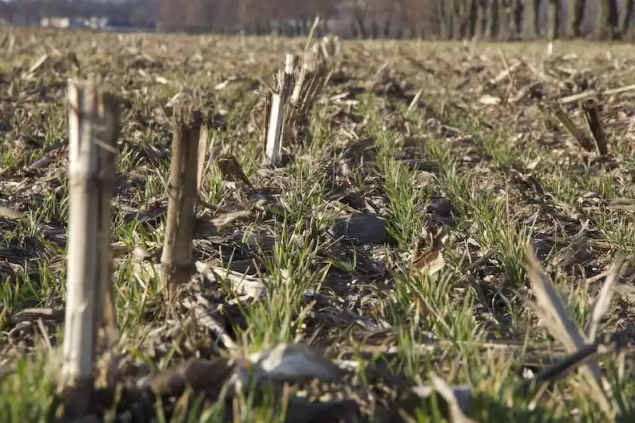 Młode zielone pędy pszenicy ozimej wyrastają między resztkami pożniwnymi. R&oacute;żne odmiany pszenicy ozimej dają nadzieję na obfite plony.