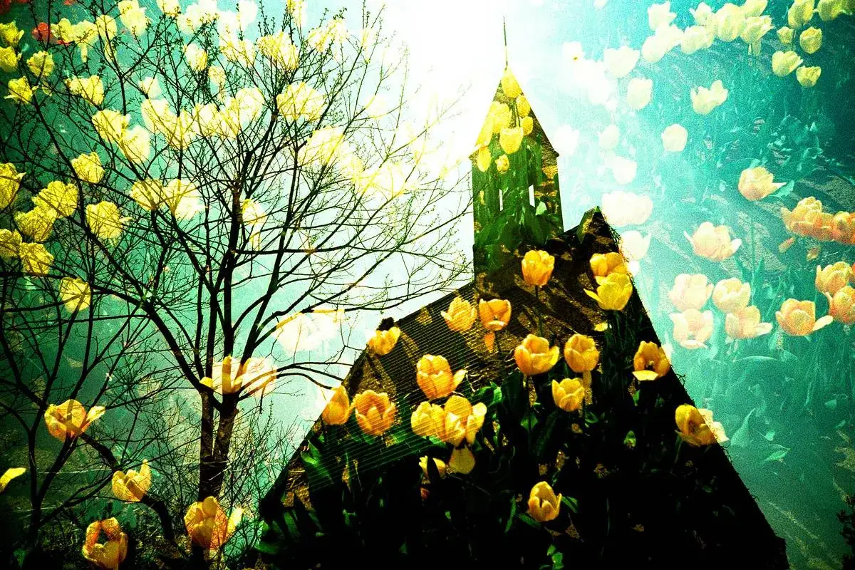 Un albero spoglio e un campanile si fondono con un campo di tulipani gialli in questa foto HDR.