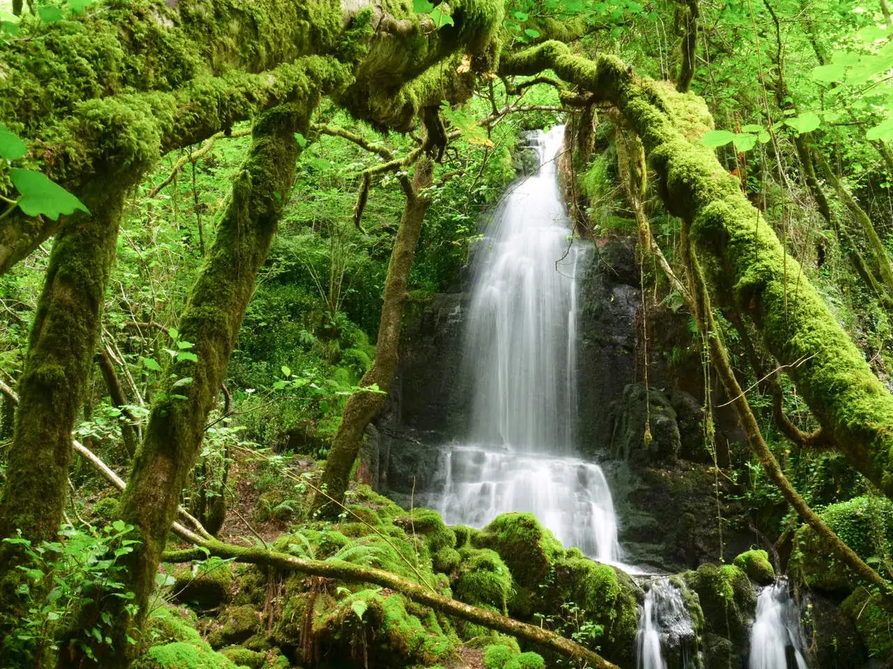 Cascada mas grande de Galicia, rodeada de árboles cubiertos de musgo verde intenso y exuberante vegetación.
