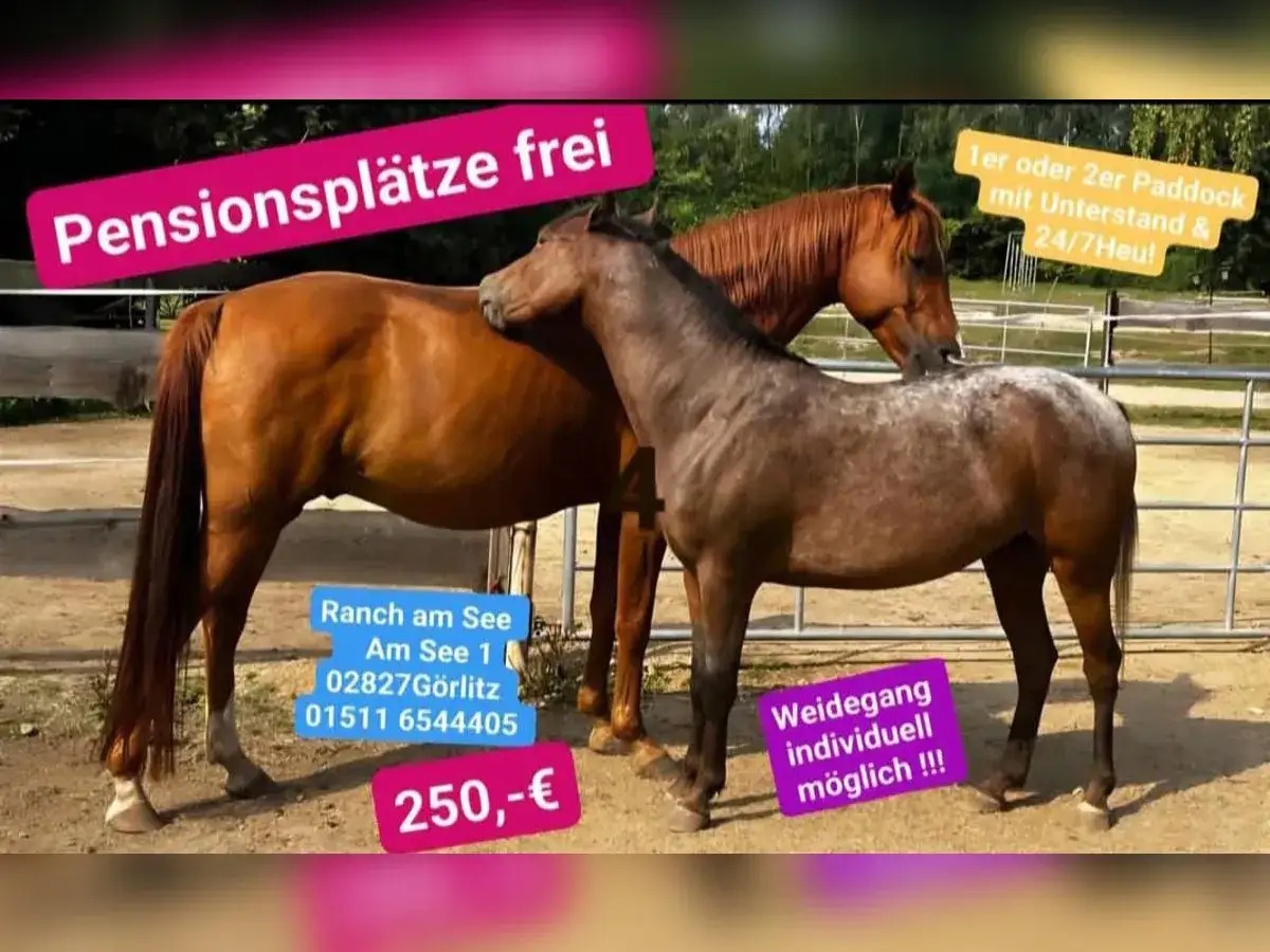 Deux chevaux dans une écurie de propriétaire. Places de pension disponibles, paddocks avec abri et foin 24/7. Prix 250€/mois.