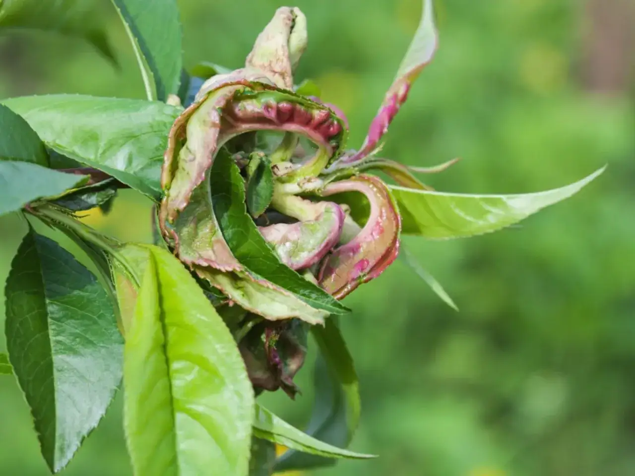 Feuilles de pêcher déformées par la cloque. Recherche de traitement naturel pour sauver l'arbre.