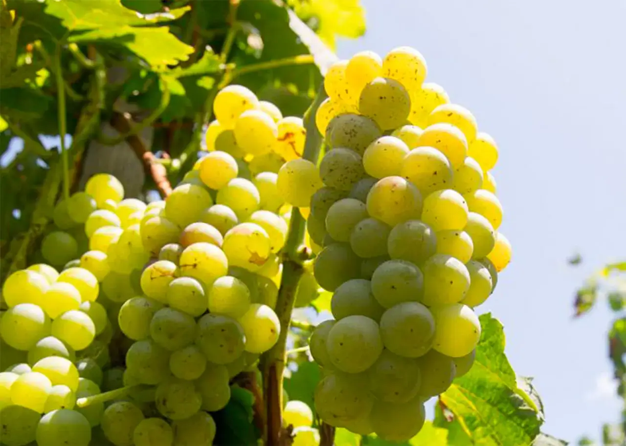 Grappoli di uva bianca, pronti per diventare un Etna Bianco. Il vitigno matura sotto il sole siciliano.