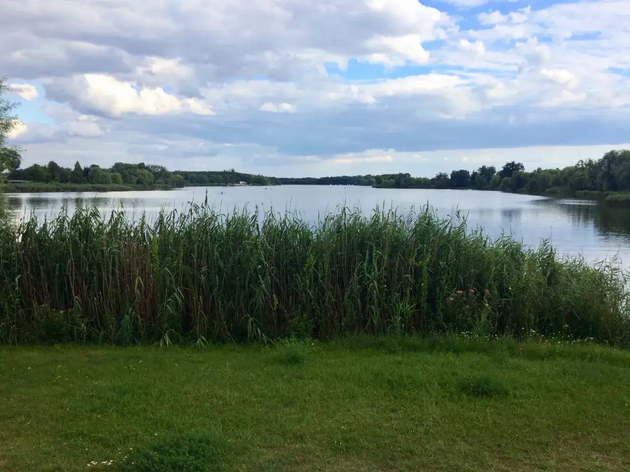 Spokojne jezioro otoczone zielenią, z gęstym trzcinowiskiem na pierwszym planie. W oddali widać drzewa i chmury na niebie. Idealne miejsce na spacer, może nawet z budzyń.