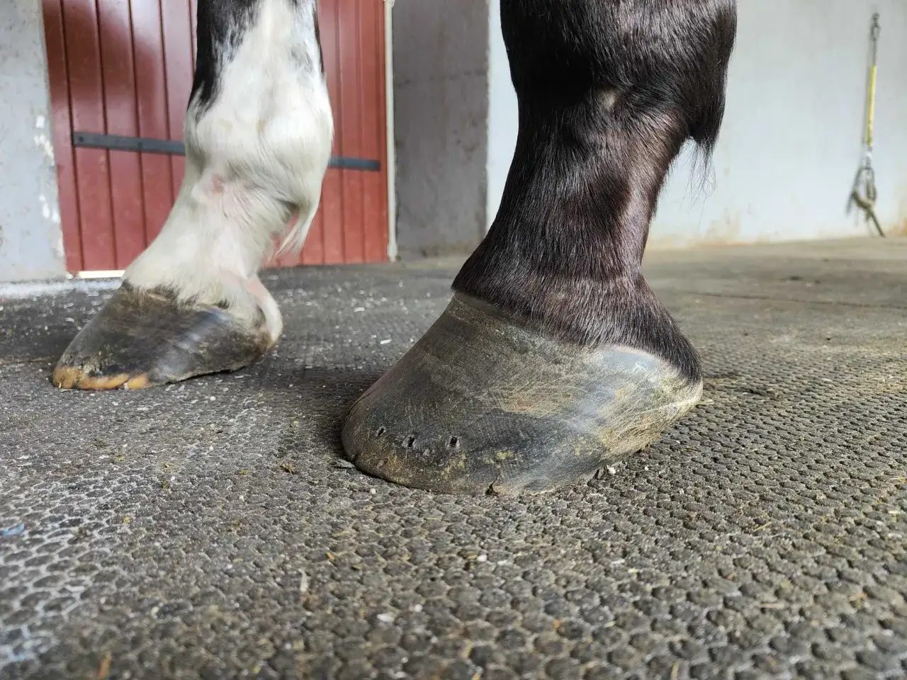 Pieds nus d'un cheval naviculaire, montrant les sabots sans fers.