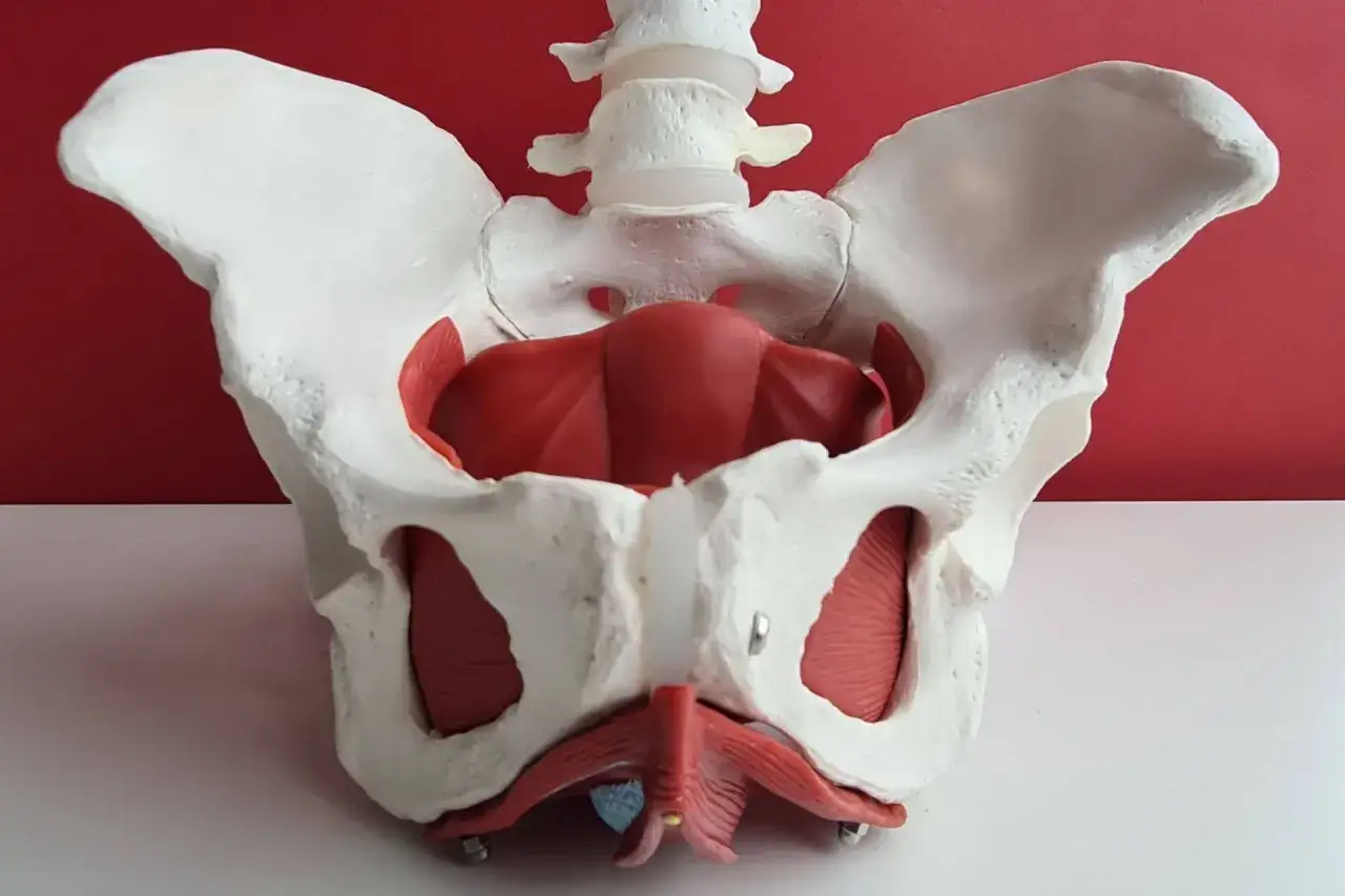 Modelo anat&oacute;mico de pelvis con &uacute;tero y m&uacute;sculos p&eacute;lvicos. Se observa un &uacute;tero en posici&oacute;n baja, simulando un prolapso uterino real.