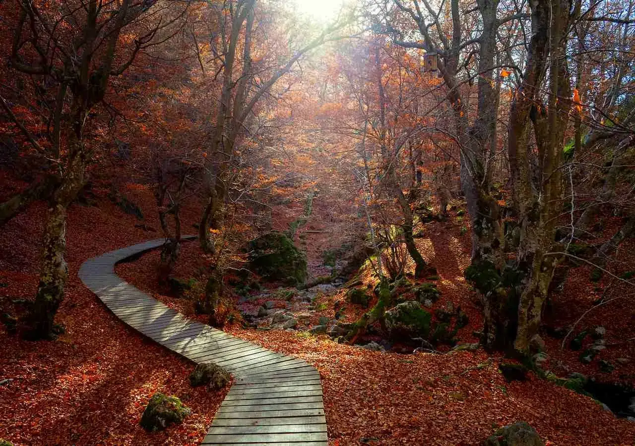 Sendero de madera serpentea entre hayedos en León, cubierto de hojas otoñales.