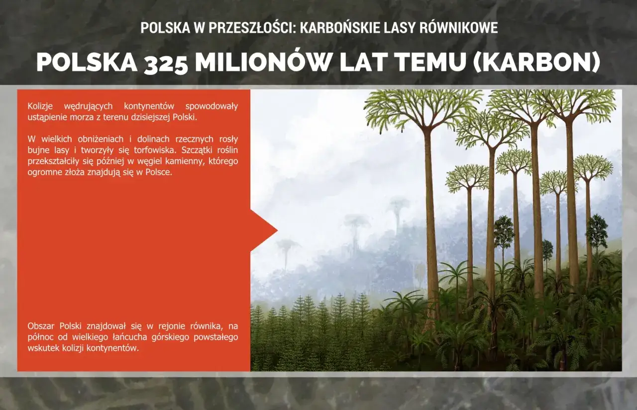 Karbońskie lasy równikowe, gdzie rośliny przekształciły się w węgiel kamienny. Polska 325 milionów lat temu.