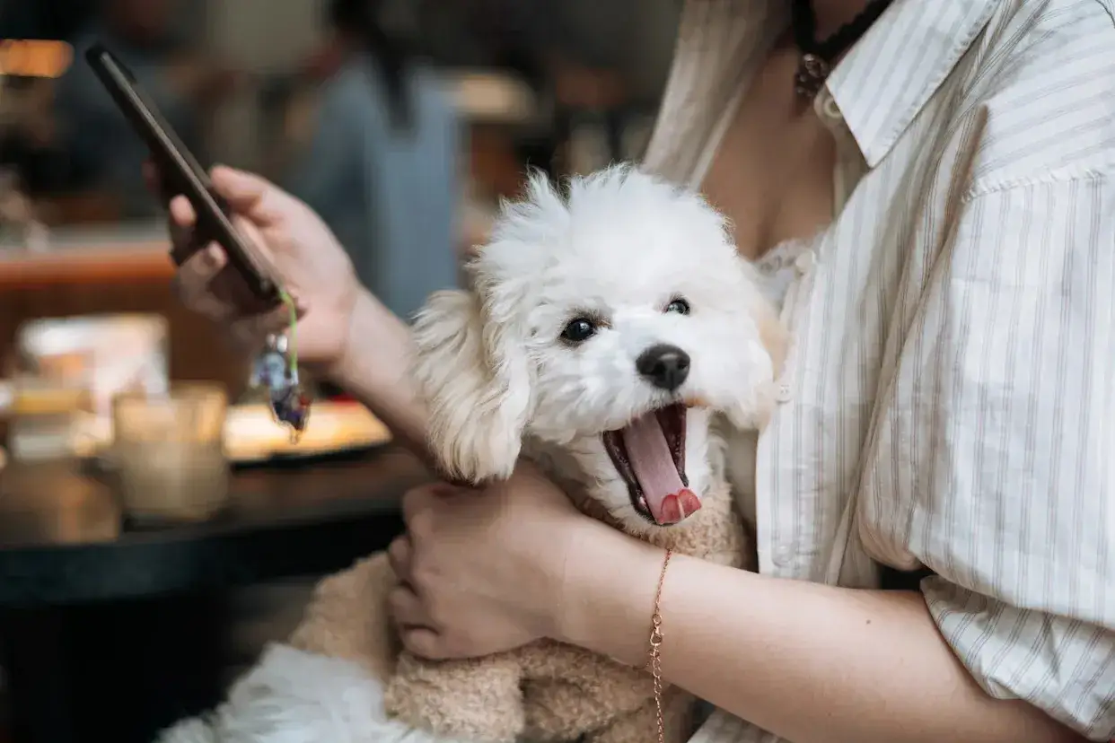 Un perro blanco y esponjoso bosteza mientras lo acarician. Parece que mi perro bosteza cuando lo acaricio, &iexcl;qu&eacute; tierno!