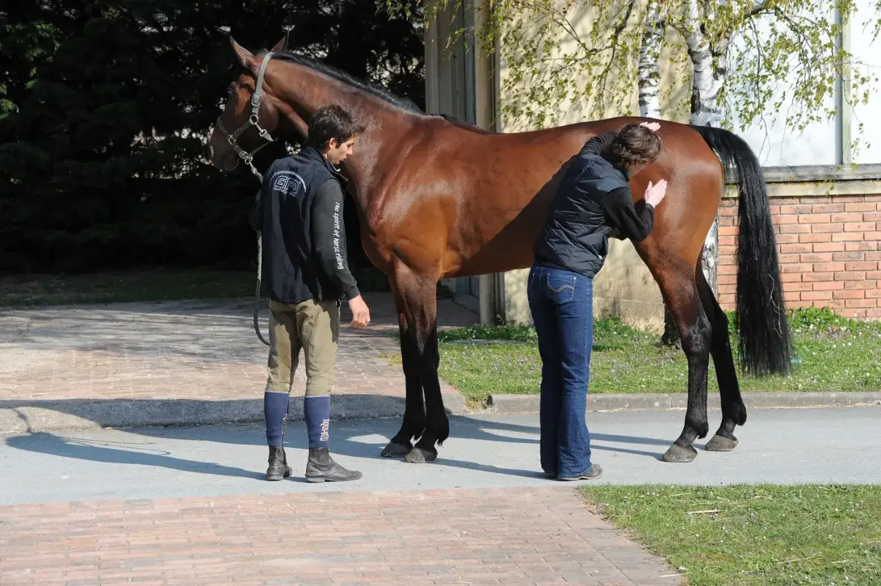Un ostéopathe équin examine un cheval brun. L'homme tient la longe, la femme applique des mains sur le flanc du cheval.