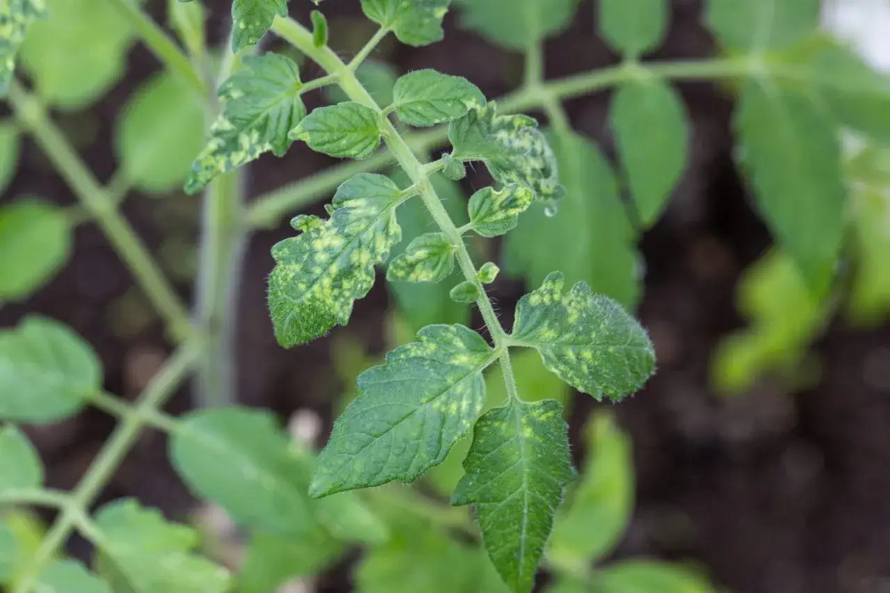 Feuilles de plant de tomate atteintes de mildiou, présentant des taches jaunes et une croissance ralentie.