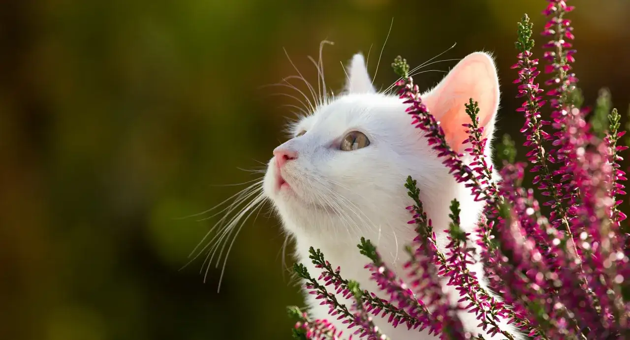 A white cat peeks through vibrant purple heather, a reminder to check if asters are poisonous to cats before letting them explore.