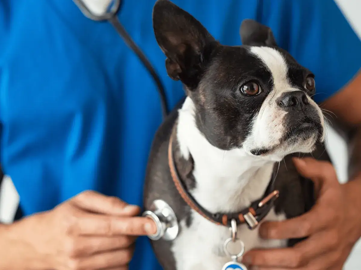 Un vétérinaire examine un Boston Terrier avec un stéthoscope, attentif au moindre souffle au cœur du chien.