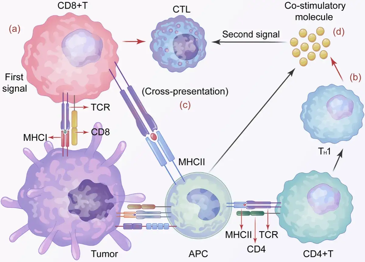 Schema der Immuntherapie in der Onkologie: Tumor-Antigene werden von APCs präsentiert, was T-Zellen aktiviert und zur Krebsbekämpfung führt.