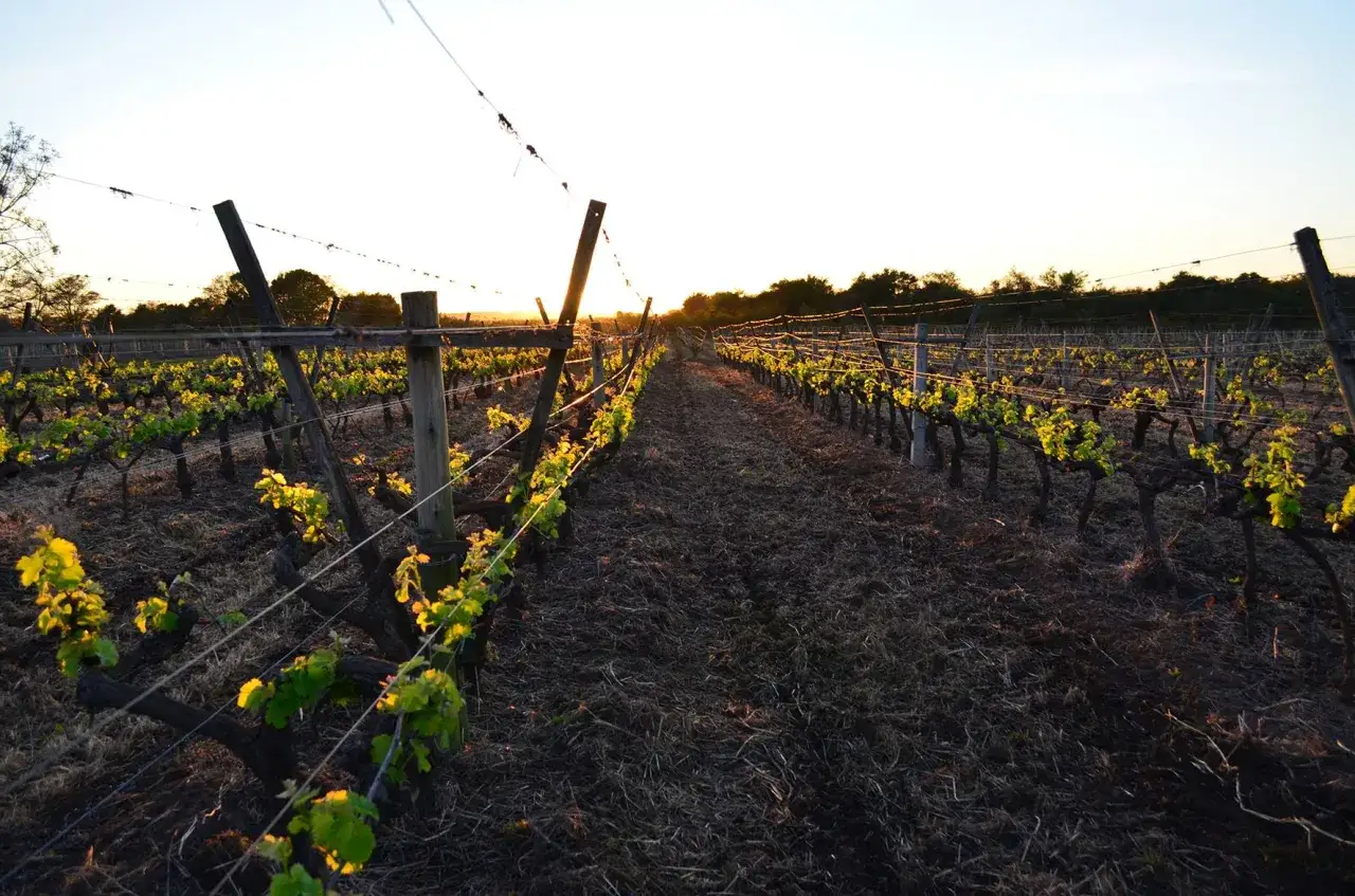Sonnenuntergang im Weinberg. Junge Reben versprechen einen k&ouml;stlichen Tannat Rotwein.