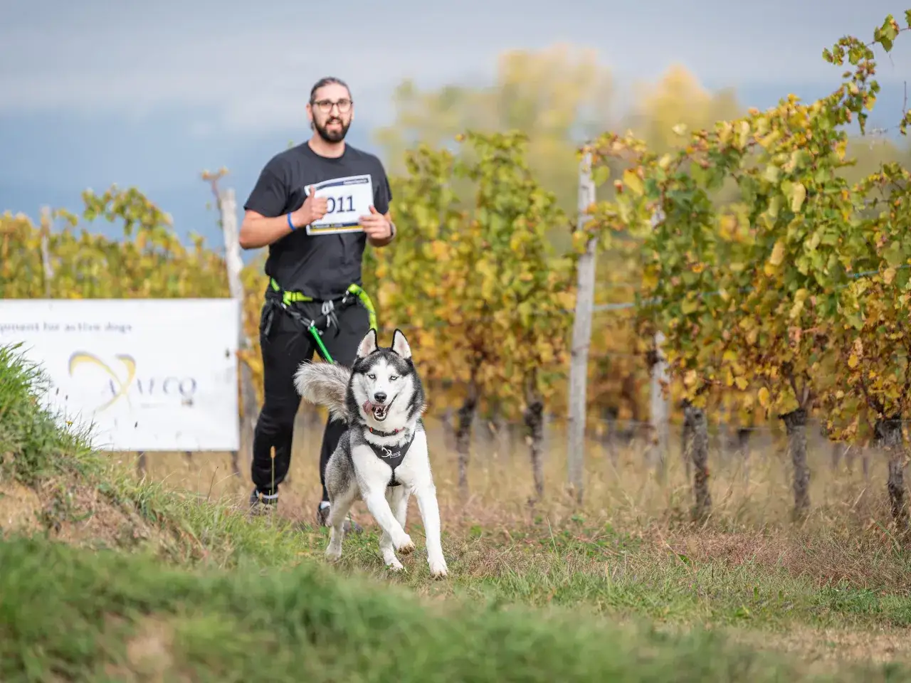 Un uomo con il numero 011 corre con il suo husky tra i filari di una vigna.