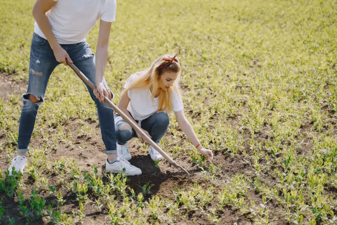 Para, kiedy siać trawę, pracuje na polu, pieląc młode rośliny.