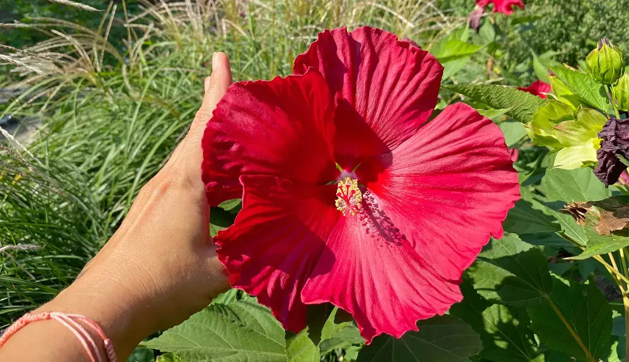 Une main caresse une immense fleur d'hibiscus rouge vif. L'entretien de ces grandes fleurs est simple pour un tel spectacle.
