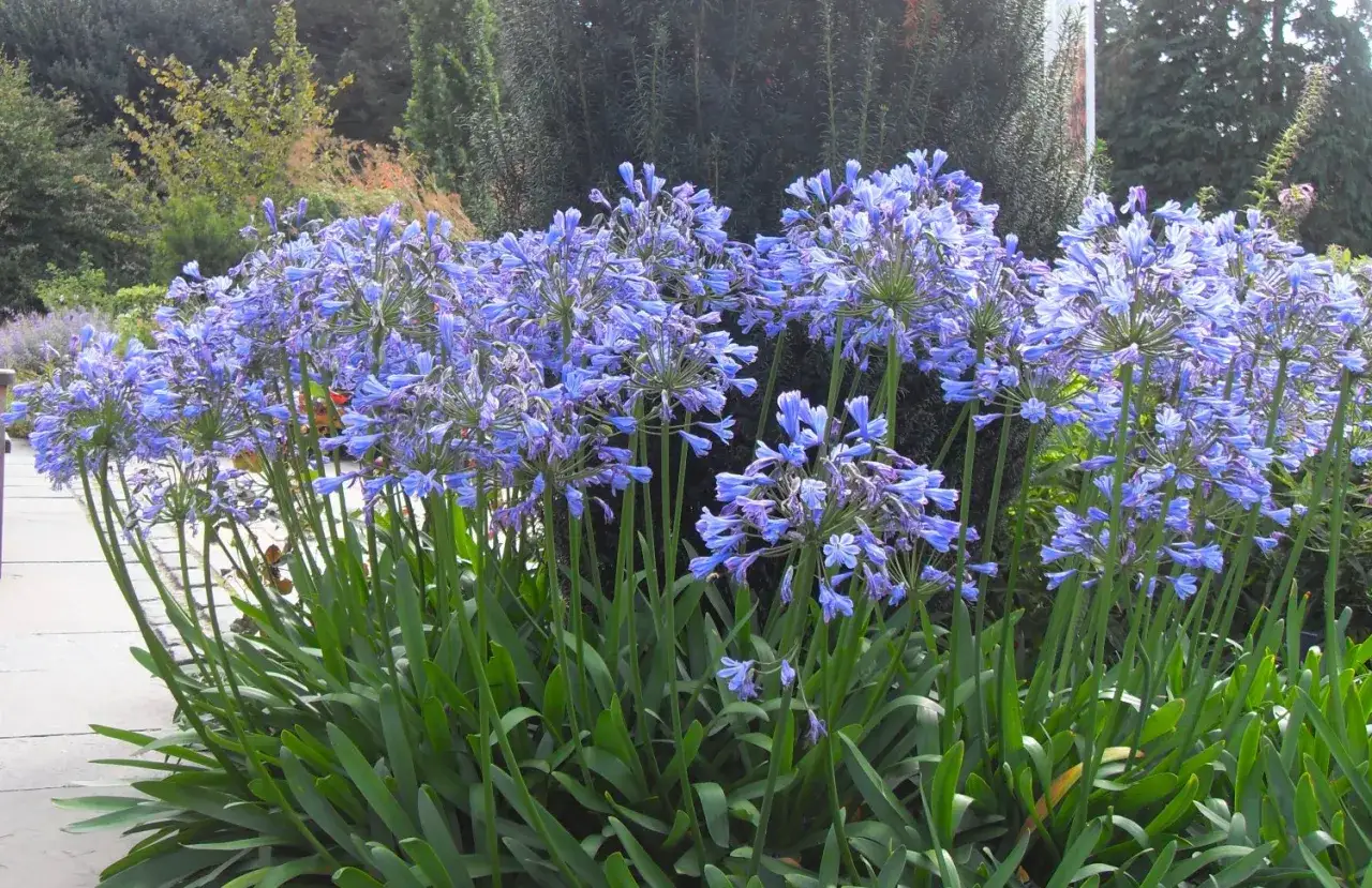 Gros plan sur une touffe d'agapanthes bleues en pleine terre, leurs ombelles florales se dressant fi&egrave;rement. L'entretien de ces beaut&eacute;s est simple pour un tel spectacle.