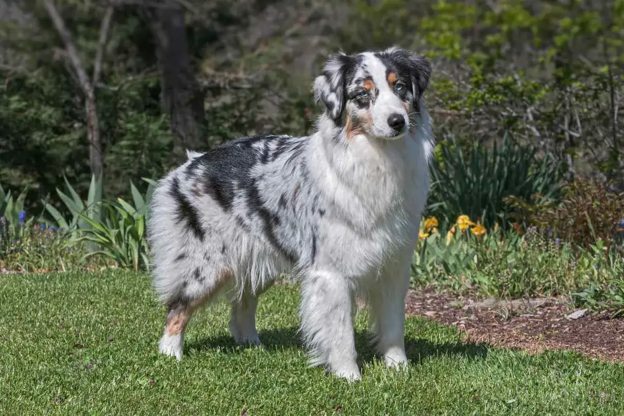 Ein wundersch&ouml;ner Australian Shepherd mit blauen Augen steht im Gras. Tolle Inspiration f&uuml;r australian shepherd namen!