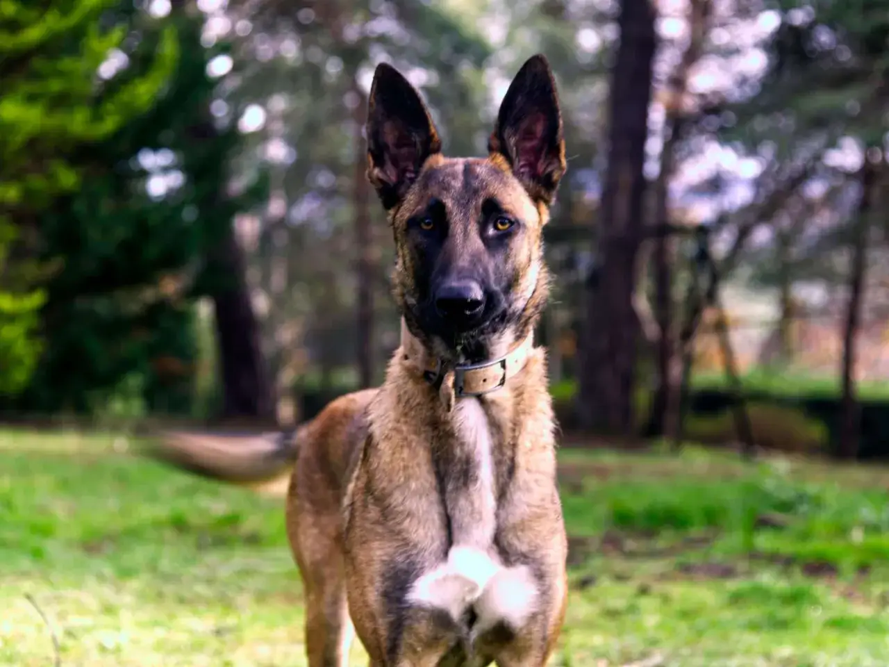 Ein aufmerksamer Hund bellt Besuch an, steht im Gras vor Bäumen.