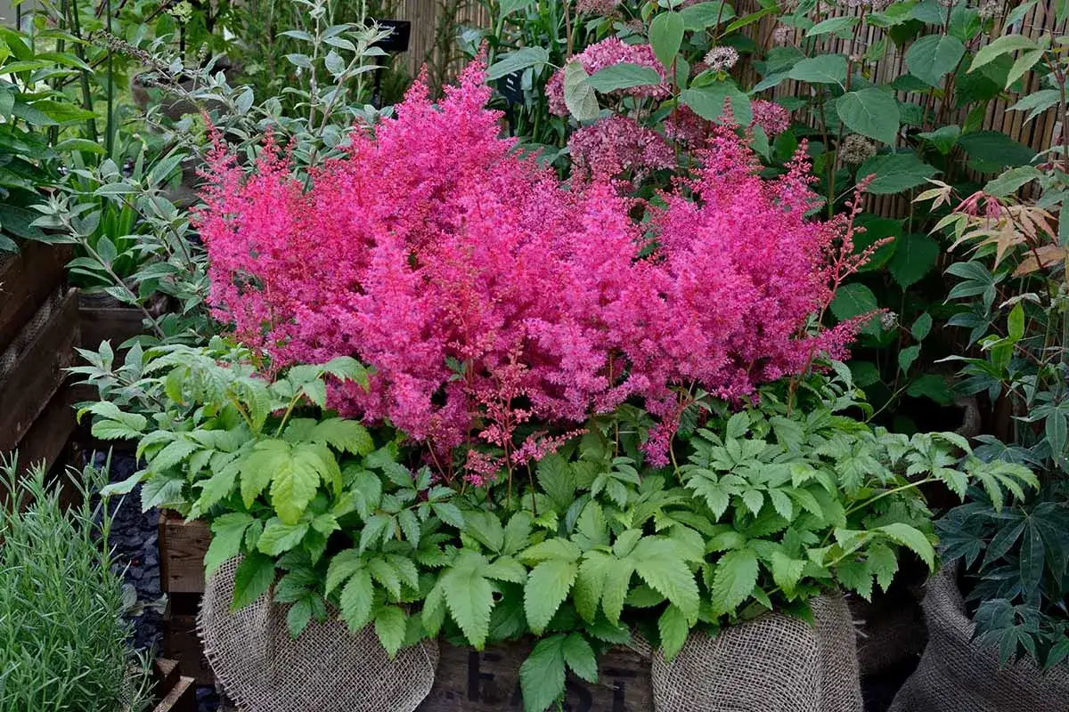 En frodig astilbe i kruka blommar i en intensiv rosa f&auml;rg. Den omges av gr&ouml;na blad och andra v&auml;xter i en lummig tr&auml;dg&aring;rdsmilj&ouml;.