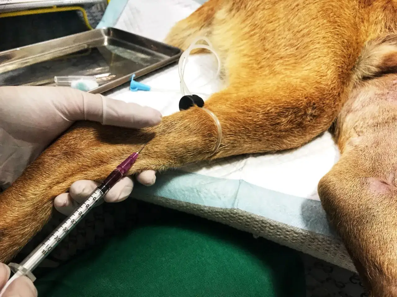 Veterinario administra inyección a perro con posible fosfatasa alcalina alta.
