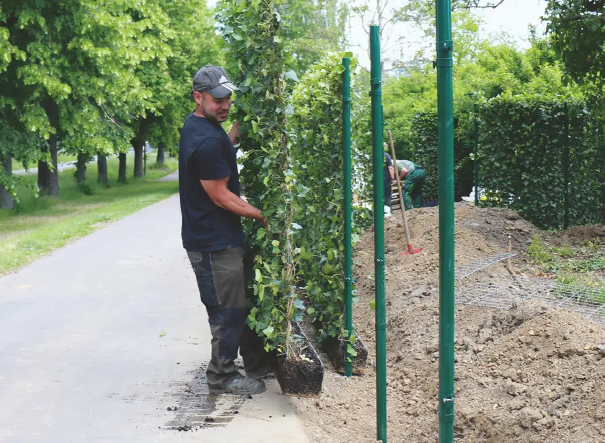 Gärtner pflanzt Efeu-Ranken an grünen Pfosten. Die Hecke wie hoch sie wird, ist noch nicht zu sehen, aber die Arbeit beginnt.