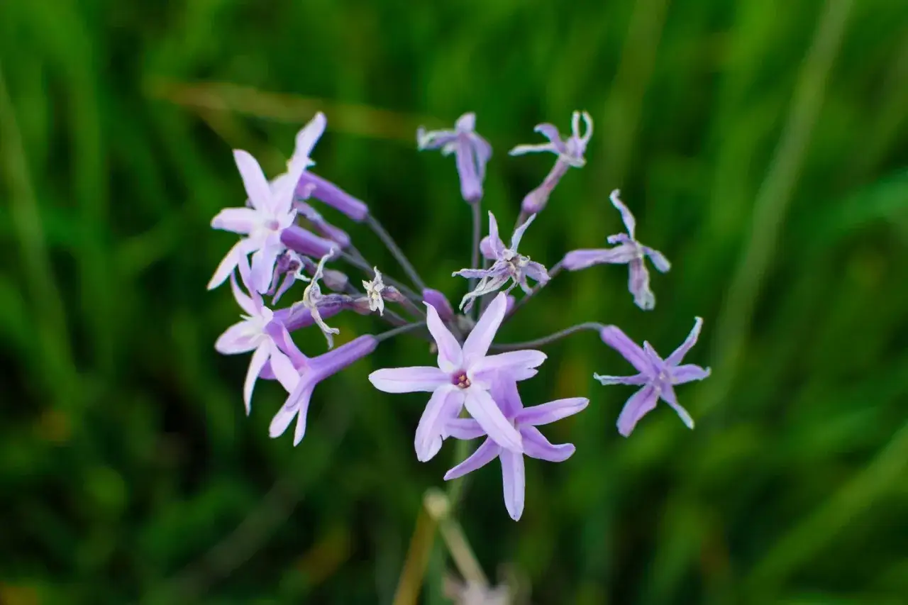 Delikatne, fioletowe kwiaty czosnku ozdobnego odmiany 'Purple Sensation' na tle zielonej trawy.