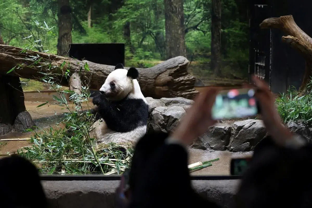 Panda zajada bambus w swoim naturalnym środowisku, przypominającym las. Widzowie z aparatami dokumentują, gdzie żyją pandy.