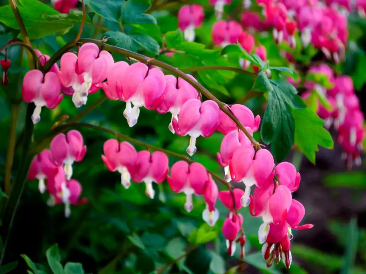 En gren med många hjärtformade, rosa blommor som hänger ner. En vacker rosa blomma som ser ut som ett litet hjärta.