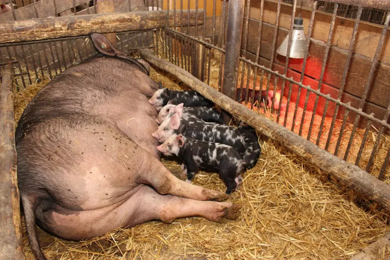 Matka i jej liczne prosięta, r&oacute;żne rasy świń, przytulają się na słomie pod lampą grzewczą.