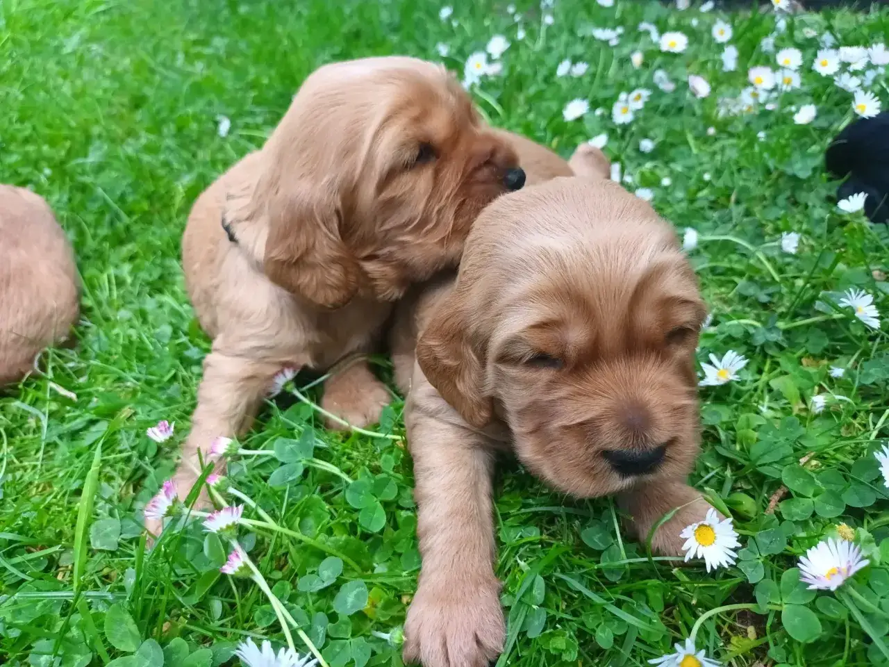 Dwa urocze szczenięta rasy cocker spaniel leżą w trawie wśr&oacute;d stokrotek. Jedno przytula się do drugiego, tworząc słodką scenkę.