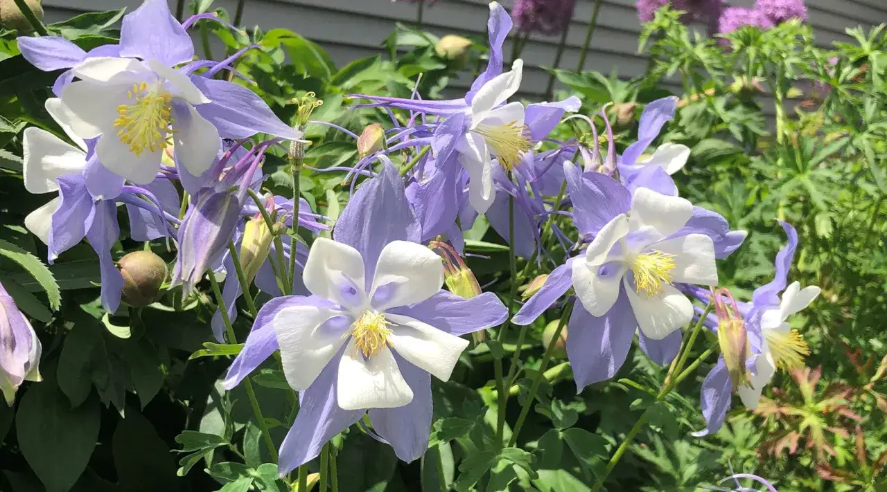 Close-up of lavender and white columbine flowers, showcasing their delicate petals and yellow centers. These beauties thrive with proper columbine plant care, enjoying dappled shade and well-drained soil.