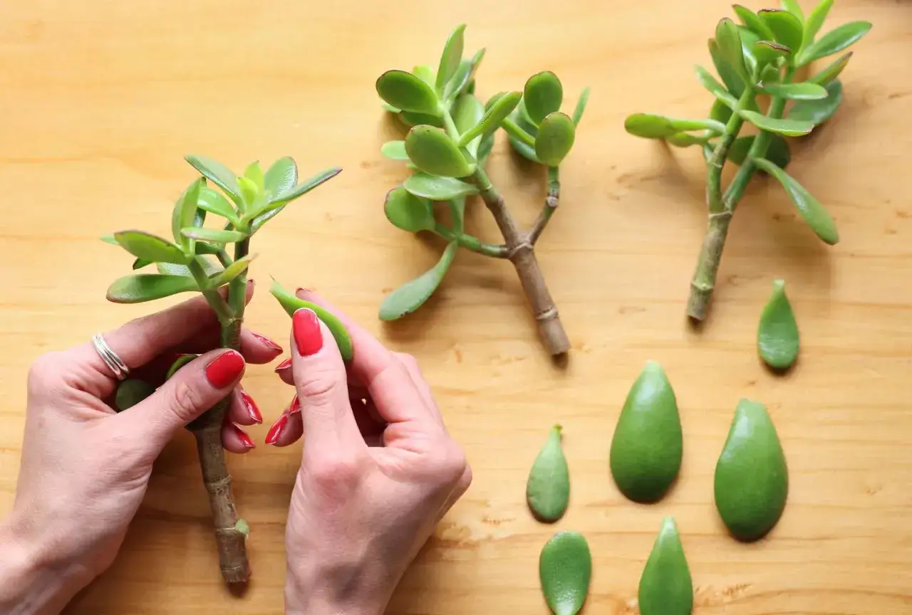 Mains aux ongles rouges préparant une bouture plante grasse. Des feuilles et des tiges sont disposées sur un fond en bois.
