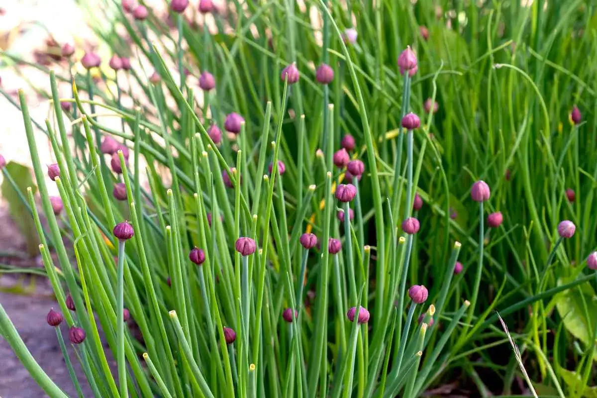 Gros plan sur des tiges vertes de ciboulette avec des boutons floraux violets prêts pour l'entretien.